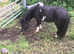Miniature horse