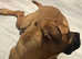 Dogue de Bordeaux x English mastiff