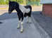 Tommy welsh d / appaloosa cob
