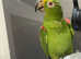 Friendly Talking Very Tame Yellow Crown Amazon Parrot