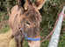 Selection of donkeys