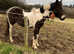 Rising 2yr old gelding