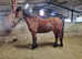 Rising 5yo DHP Gelding 12.2hh