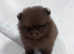 Kc reg Beautiful chocolate Pomeranians