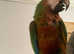 Stunning Beautiful Talking Shamrock Macaw Parrot,16