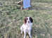 English Springer Spaniel dog for sale