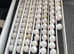 Bob white quail hatching eggs