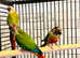 Beautiful conure parrot for sale