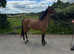 Hackney mare