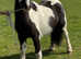 13.1 cob mare.