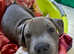 kc registered Blue Staffordshire bull terriers from amazing pedigree line