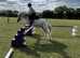 42inch Shetland mare