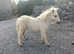 Miniature Shetland Colt