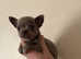 Smooth coat chihuahua puppies