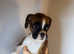 KC boxer puppies ready to leave