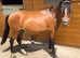 Bailey 12.1hh pony