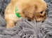 5 star cavapoo puppies