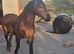 Sec D cob mare