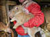 Two Beautiful boys available now