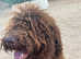 Amazing Spanish Water Dogs  :)