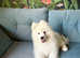 Exceptional KC Samoyed Pups. Happy, Healthy & Ready Now!
