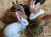 Stunning Continental / Flemish Giant baby rabbits ready for new homes