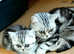Bsh.Silver Tabby kitten.GCCF.
