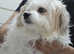Gorgeous puppies for final discount sale