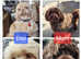 stunning shihpoo puppies