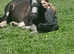 13.2 hh Mare, Molly, safe, fun, happy hacker preferred, much loved, 8 year old
