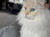 Two Ragdoll cats