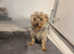 Adorable yorkiepoo puppies
