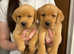 Fox red health checked Labrador pups