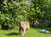 Pure breed Hungarian Greyhound