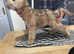 STUNNING WHEATEN TERRIERS