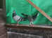 Racing pigeons