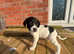 Springador pups
