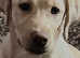 Beautiful 6 Month Old Labrador Female