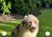 Aussie doodle neutered boy for sale