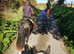 Section D gelding.