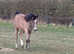Arabian Yearling Colt