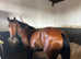 Princess Lypsa, Quarter horse cross. 13'2/ 13'3 hands.