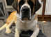 Lovely Saint Bernard
