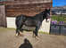 Project/companion *quick sale proffered* due to lack of jockey/time