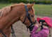 Beautiful kind chestnut pony