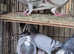 this birds for sale
