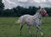 Stunning Appaloosa Stallion