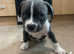 American bully X cane corso/boxer puppies for sale