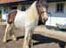 16hh cob to make 16.2hh