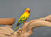 Sun conures,18